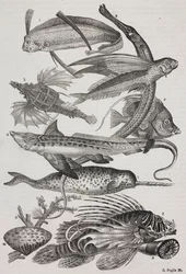 Créatures océaniques : 1 Dattiloftera, 2 Syngnathus, 3 Pégase, 4 Trachypterus, 5 Chaetodon, 6 Poisson-lapin, 7 Licorne (narval), 8 Ptéroides volants, 9 Attinia