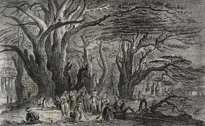 Vieux cèdres du Liban à Tyr, Liban, lithographie de Salvatore Puglia de Poliorama Pittoresco, n 25, 28 janvier