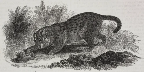Chat de Sumatra, lithographie de Salvatore Puglia de Poliorama Pittoresco, n 47, 1er juillet