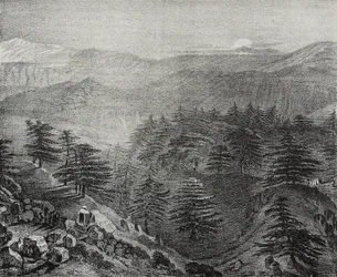 Vue du Mont Liban avec ses célèbres cèdres, Liban, lithographie de Salvatore Puglia de Poliorama Pittoresco, n 10, 15 octobre