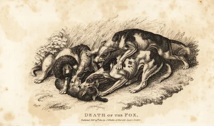 Mort du renard