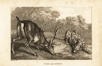 Rencontre entre un cerf, Cervus elaphus, et une panthère des neiges, Panthera uncia