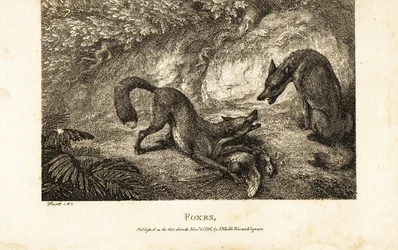 Renard avec une volaille morte se battant contre un autre renard