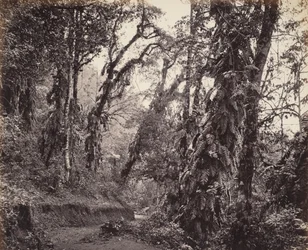 Darjeeling, scène forestière avec lianes, avec la route de Tukvar