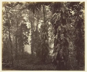 Darjeeling, Inde, vers 1865