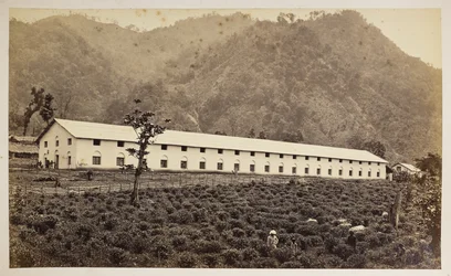 Le domaine de thé Selim, Darjeeling, la nouvelle usine, division inférieure, de 