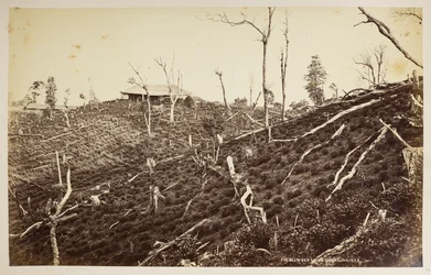 Le domaine de thé Selim, Darjeeling, de 