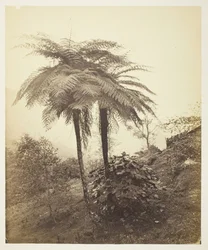 La fougère arborescente, photo primée, 1863