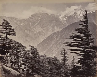 Le Haut-Himalaya. Vue près des montagnes de Chine. Cèdres de l