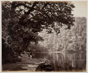 Sans titre [arbres près de l