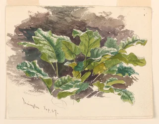 Étude botanique