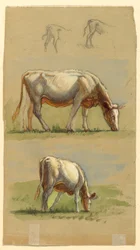 Bétail, deux vaches broutant et les dos des veaux