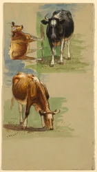 Dessin, bétail, bœufs, 1875-80