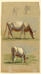 Dessin, Bovins, deux vaches en train de brouter et le dos de veaux, 1875-80