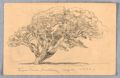 Dessin, études. Arbres, Santa Barbara, Californie, 1888