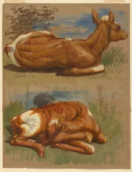 Dessin, trois études de veaux, Stockbridge, 7 juillet 1876