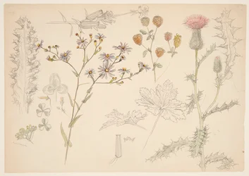 Études de fleurs des prés