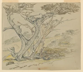 Étude de vieux cyprès, Cypress Point