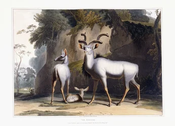 Le Koodoo, 1804