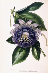 Passiflora Middletoniana, vers 1834-1849