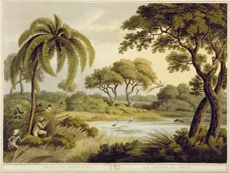Chasse au paon, extrait de Oriental Field Sports, publié par Edward Orme, 1807