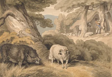 Un sanglier et un bélier