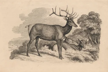Un cerf et deux biches