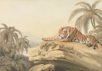 Un tigre au repos : le frontispice pour « Oriental Field Sports »