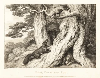 Un coq dans un arbre trompe un renard, tandis qu
