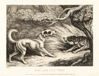 Un chien de maison avec un collier offre de la nourriture à un loup affamé. 1811