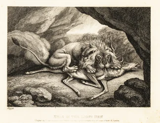Un lion mangeant la carcasse d