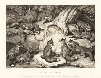 Une meute de renards se réunit dans une forêt. 1811 (eau-forte)