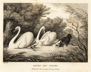 Un corbeau essaie de se laver pour ressembler davantage aux cygnes blancs. 1811