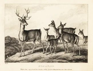 Un cerf avec des biches et des faons. 1811