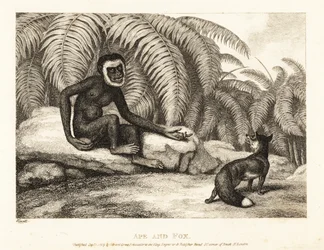 Un singe sans queue demande à un renard une partie de sa queue. Singe et renard. 1811