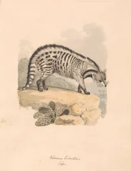 Civette africaine