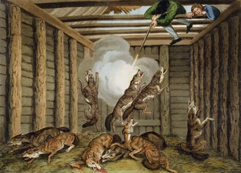 Anecdote américaine : Tirer sur les loups, gravée par Matthew Dubourg et l