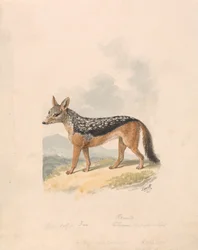 Chacal à chabraque