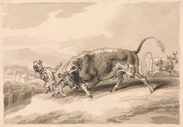 Taureau attaquant un mâtin