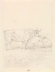 Taureau et vache