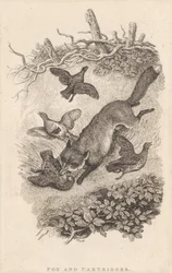 Renard et perdrix