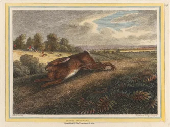 Lièvre courant