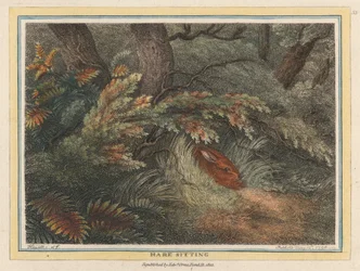 Lièvre assis