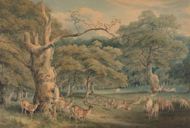 Le chêne de Hearne, forêt de Windsor