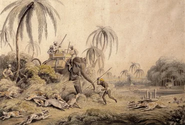 Chasse au Kuttauss ou Chat Civet