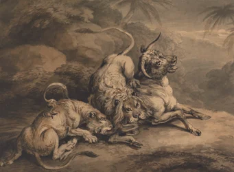 Lion et lionne attaquant un bouvillon