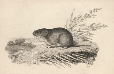 Rat musqué