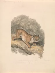Lynx d