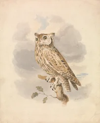 Hibou petit-duc