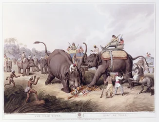 Le Tigre mort; Mort du tigre, 1807
